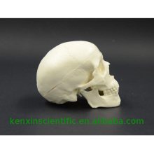 Fabriqué en Chine modèle de crâne pour l&#39;éducation